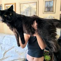Maine coon nero da monta