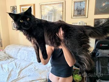 Maine coon nero da monta