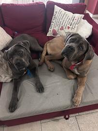 Cane corso