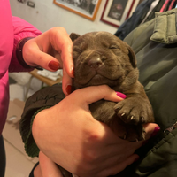 Labrador cioccolato