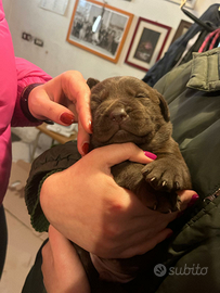 Labrador cioccolato