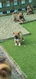 Shiba inu fulvi