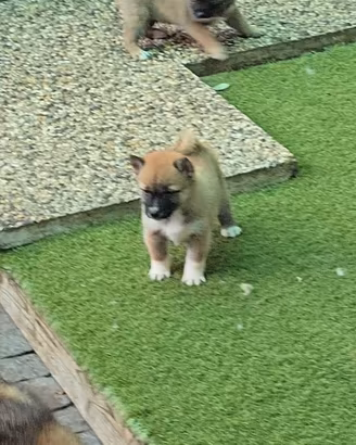 Shiba inu fulvi