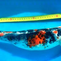 KOI carpa carpe showa sanke 45cm