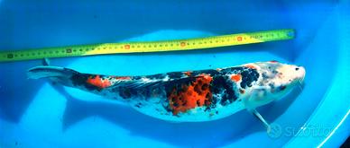 KOI carpa carpe showa sanke 45cm