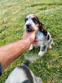 Cuccioli di cocker spaniel