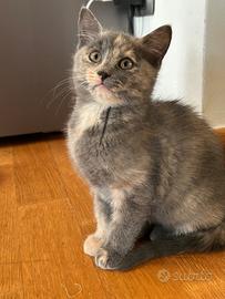 Due cucciole femmine di 2.5 mesi