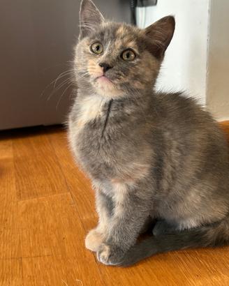 Due cucciole femmine di 2.5 mesi