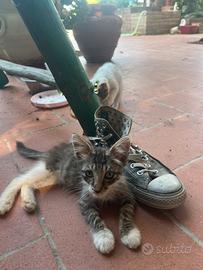 Gattini di 3 mesi