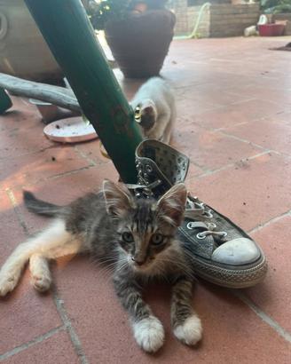 Gattini di 3 mesi