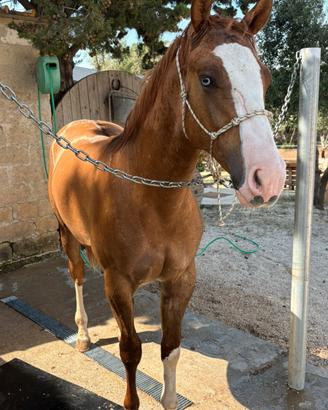 Puledro Paint Horse