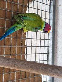 Parrocchetto testa di prugna