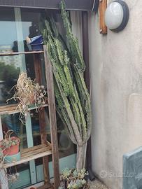 Piante grasse da giardino