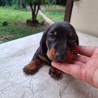 Cuccioli Bassotto Tedesco pedigree ENCI