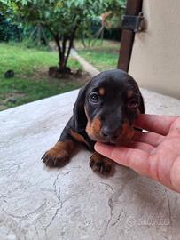 Cuccioli Bassotto Tedesco pedigree ENCI