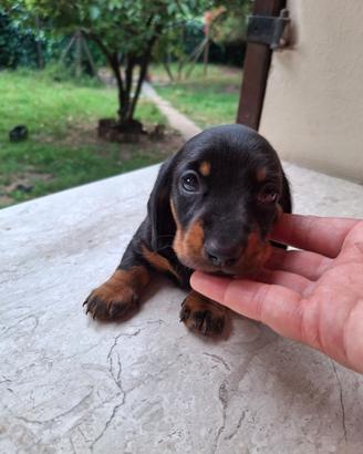 Cuccioli Bassotto Tedesco pedigree ENCI