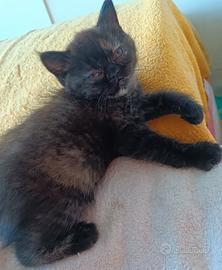Gatti Persiani exotic shorthair