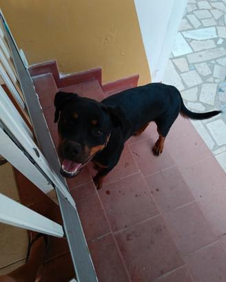 Rottweiler