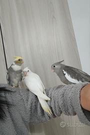 Pappagallo allevato a mano