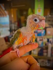 Pulli Conuro Guance Verdi