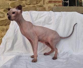 Gatta Levkoy ucraino (tipo sphynx)