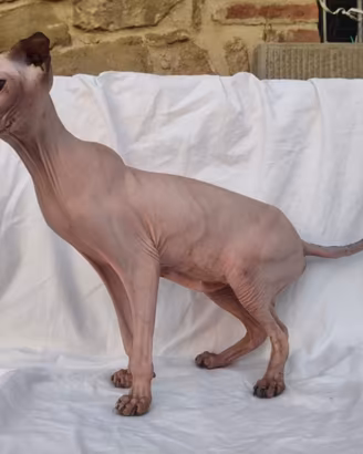 Gatta Levkoy ucraino (tipo sphynx)