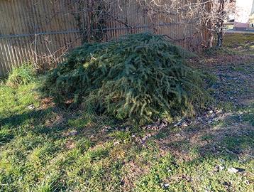 Piante di Palma  pino