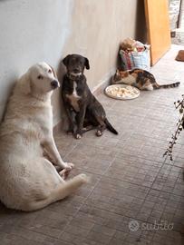 Animali in omaggio