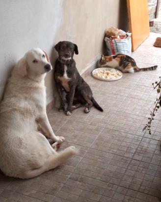 Animali in omaggio