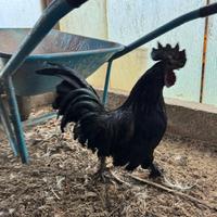 Ayam Cemani
