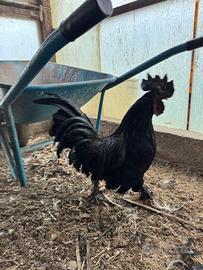 Ayam Cemani