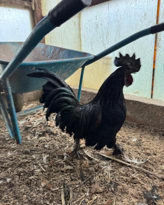 Ayam Cemani