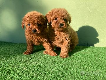 Barboncino cuccioli genitori italiani