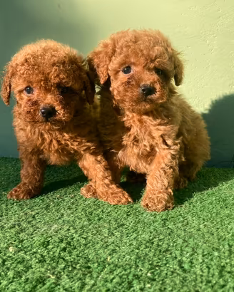 Barboncino cuccioli genitori italiani