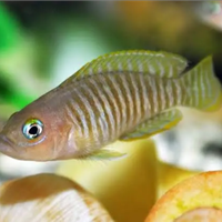 Neolamprologus multifasciatus