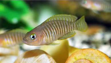 Neolamprologus multifasciatus