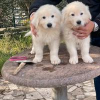 Cuccioli pastore maremmano abruzzese