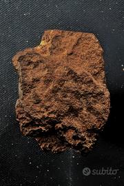 Meteorite NWA breccia
