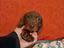 Immagine 4