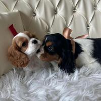 Cavalier king