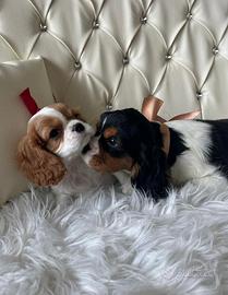 Cavalier king