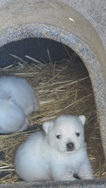 Cuccioli di volpino a pelo raso