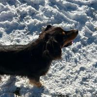 Pastore australiano/Australian shepherd