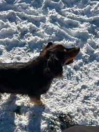 Pastore australiano/Australian shepherd