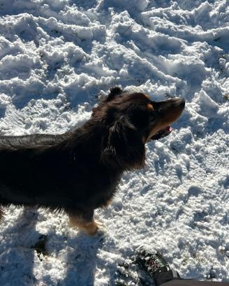 Pastore australiano/Australian shepherd