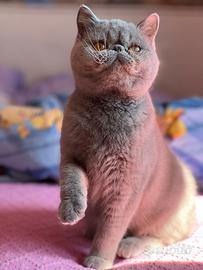 Exotic shorthair