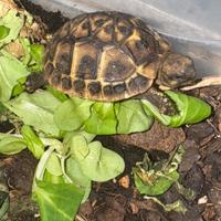Tartarughe