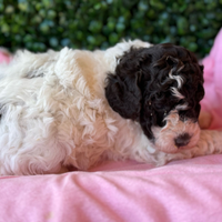 Lagotto romagnolo