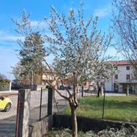 piante di ulivo