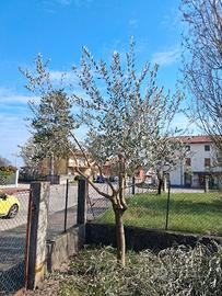 piante di ulivo